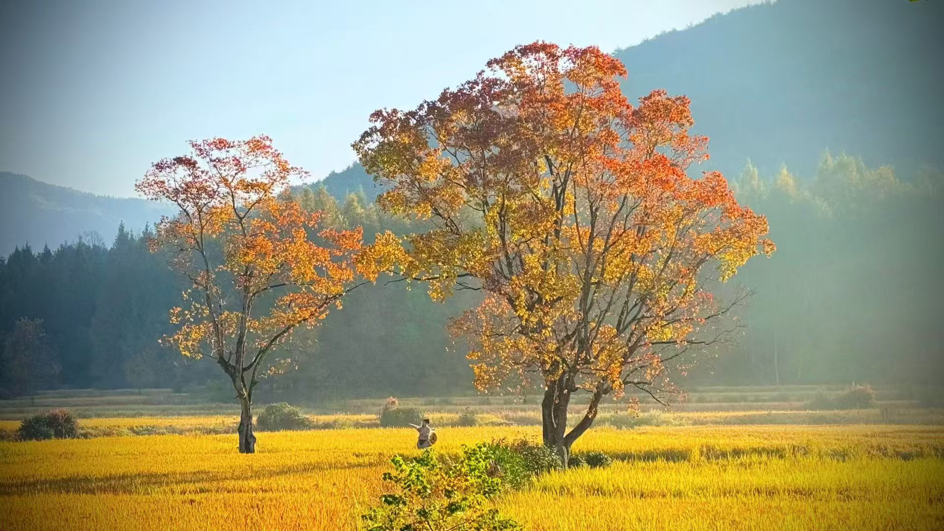 Ink Wash Autumn Scenery | 4-Day Tour to Huangshan Hongcun, Anhui for Autumn Foliage (Authentic Huizhou Ancient City + Special Autumn Edition Yangchan Earth Buildings + Locals Share Humorous History of Hongcun + Secret Trails + Limited Edition Autumn Scene