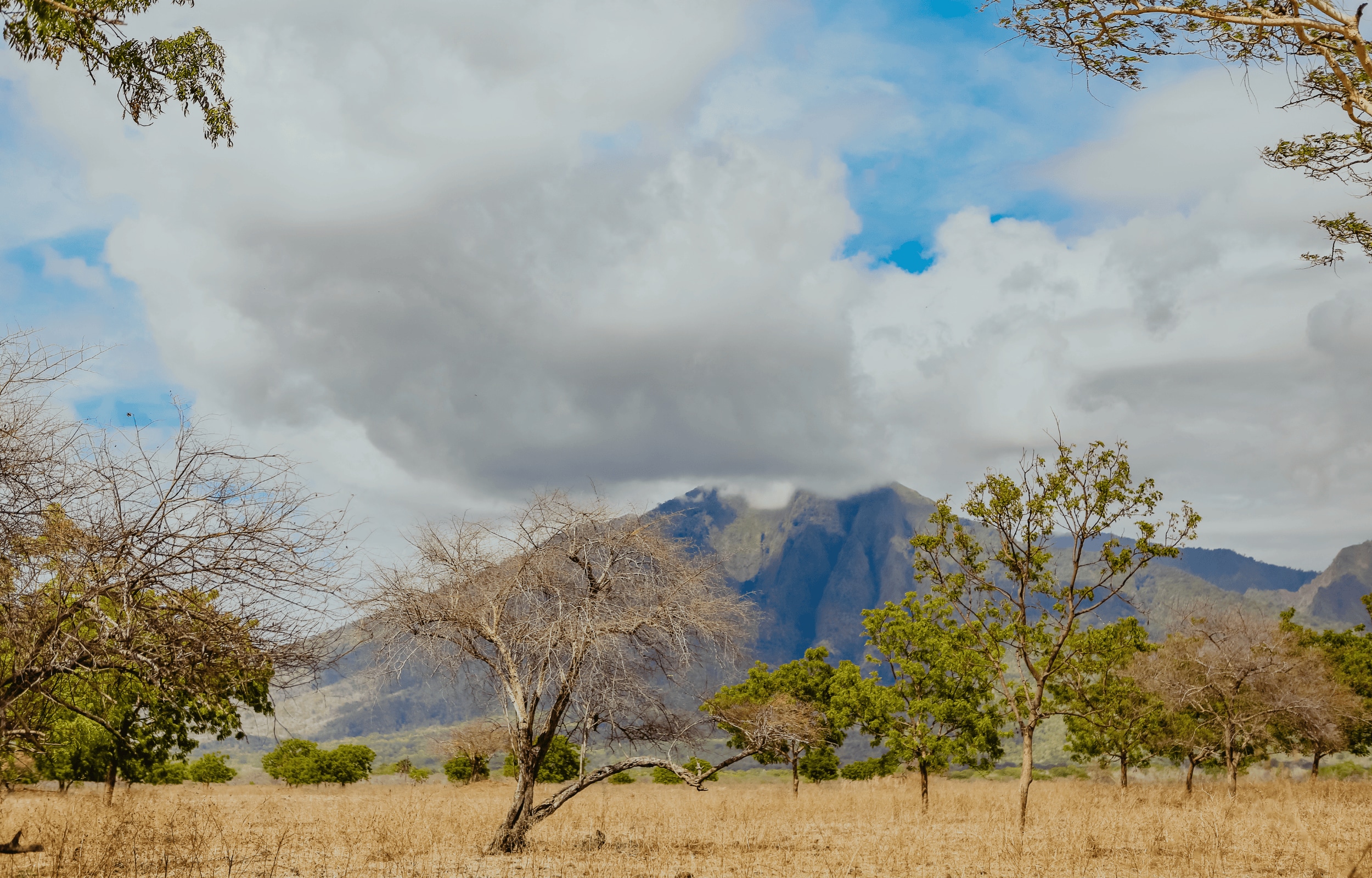 Banyuwangi Dialoog & Baluran National Park Half-Day Tour