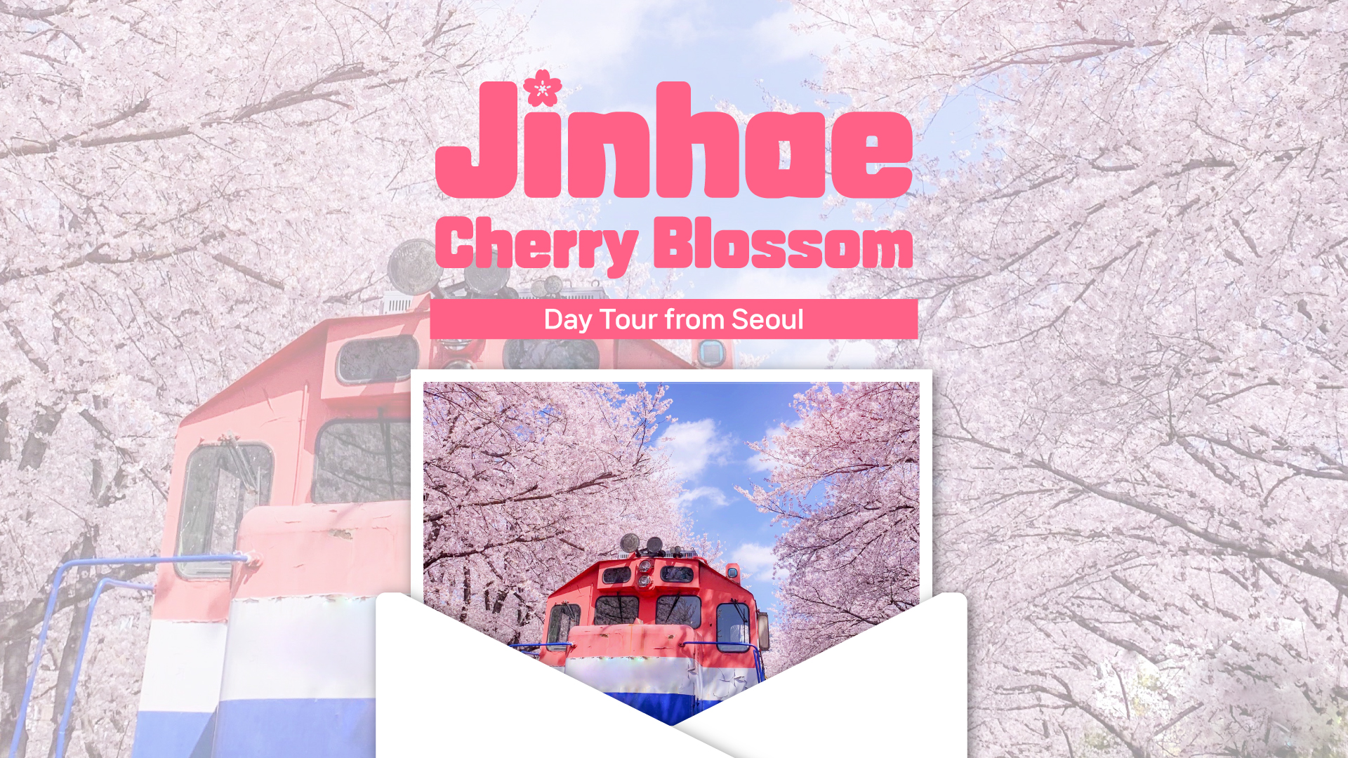 (Early Bird) Jinhae Cherry Blossom Day Tour from Seoul