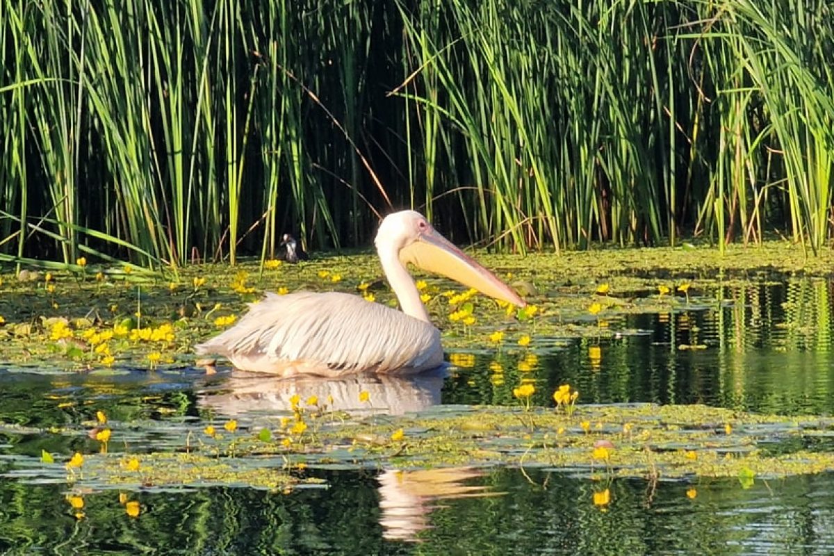Explore the Wild Danube Delta: Day Tour from Bucharest