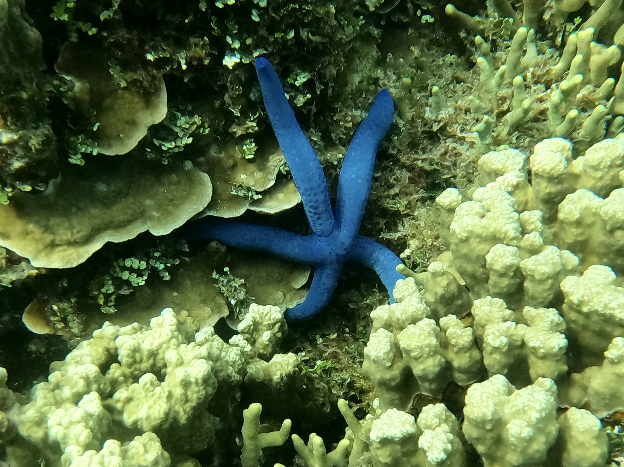 關島高級浮潛體驗