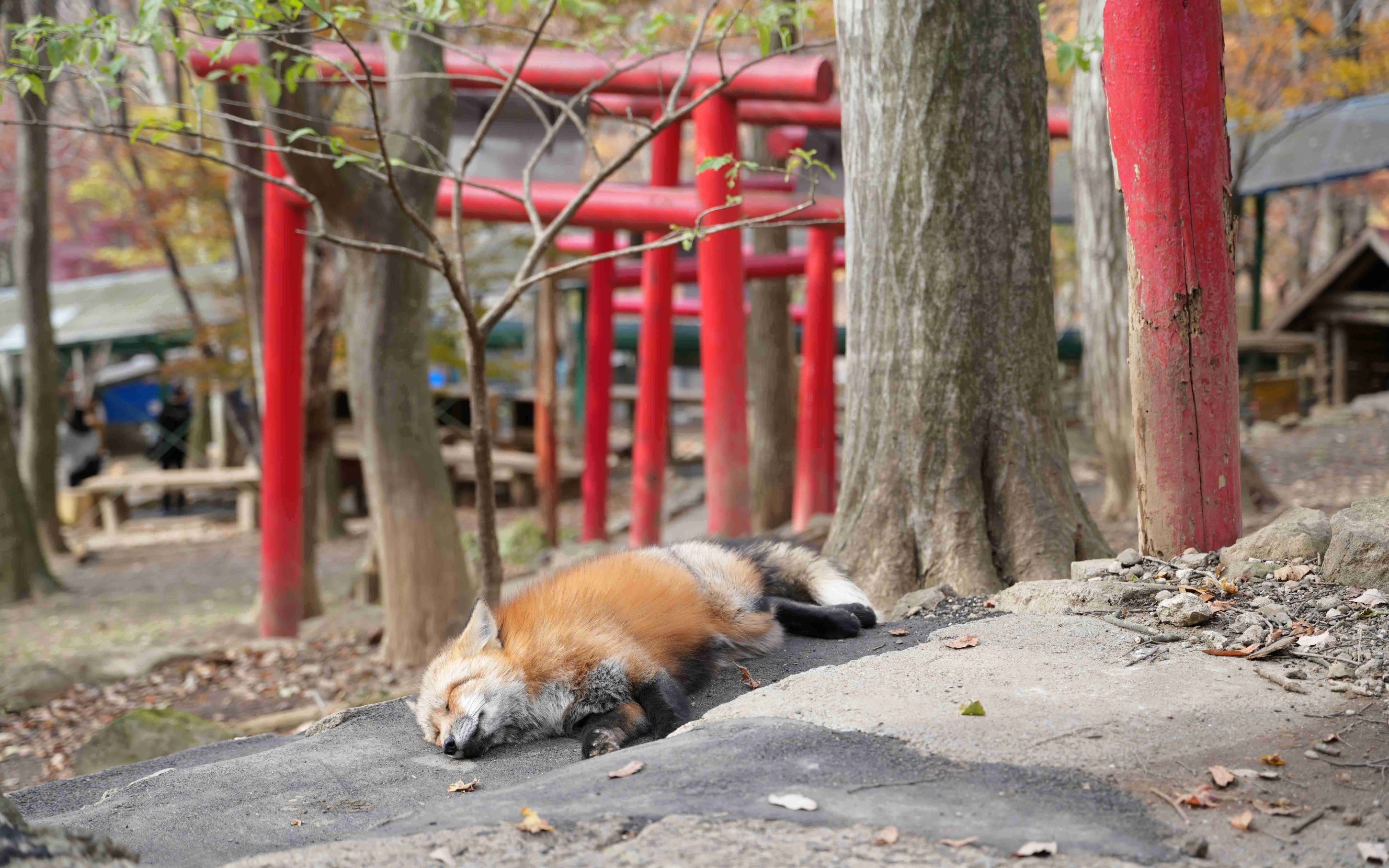 Zao Fox Village & Fruit Picking Half-Day Experience