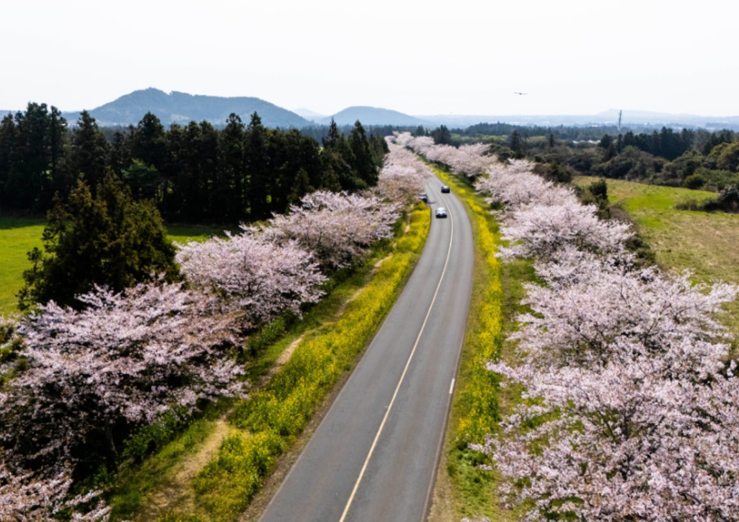 鹿山路 (加西里) 櫻花路：四季花卉 (春)