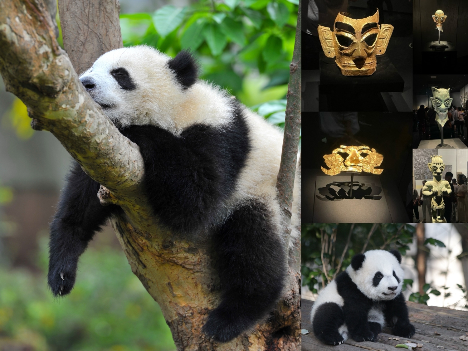 One-day tour of Chengdu Panda Base + Sanxingdui Museum