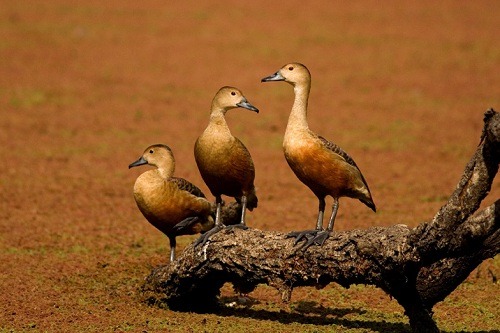 A Day Tour of Bharatpur Bird Sanctuary from Agra