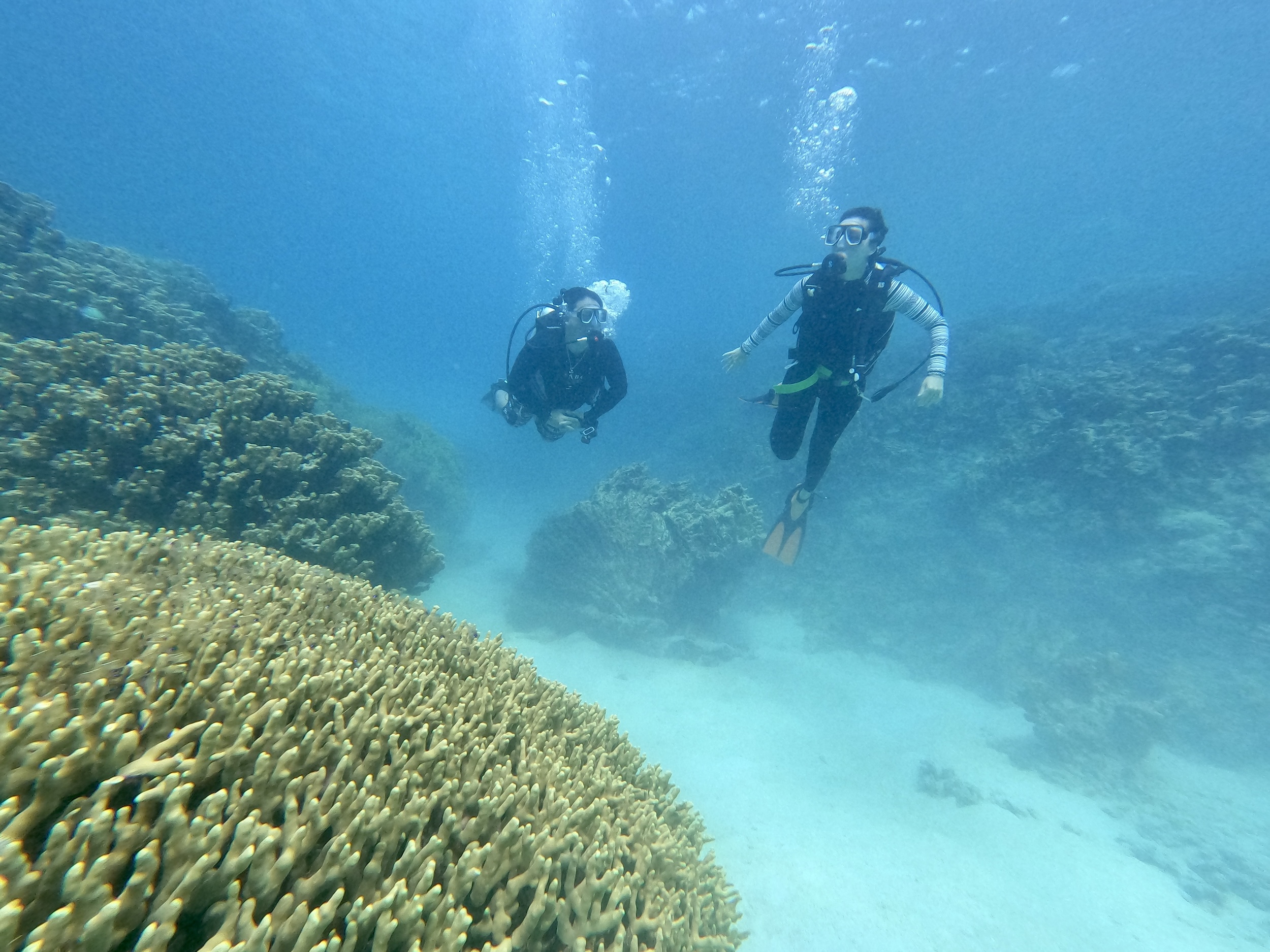 探索珊瑚叢林! 探索珊瑚叢林!