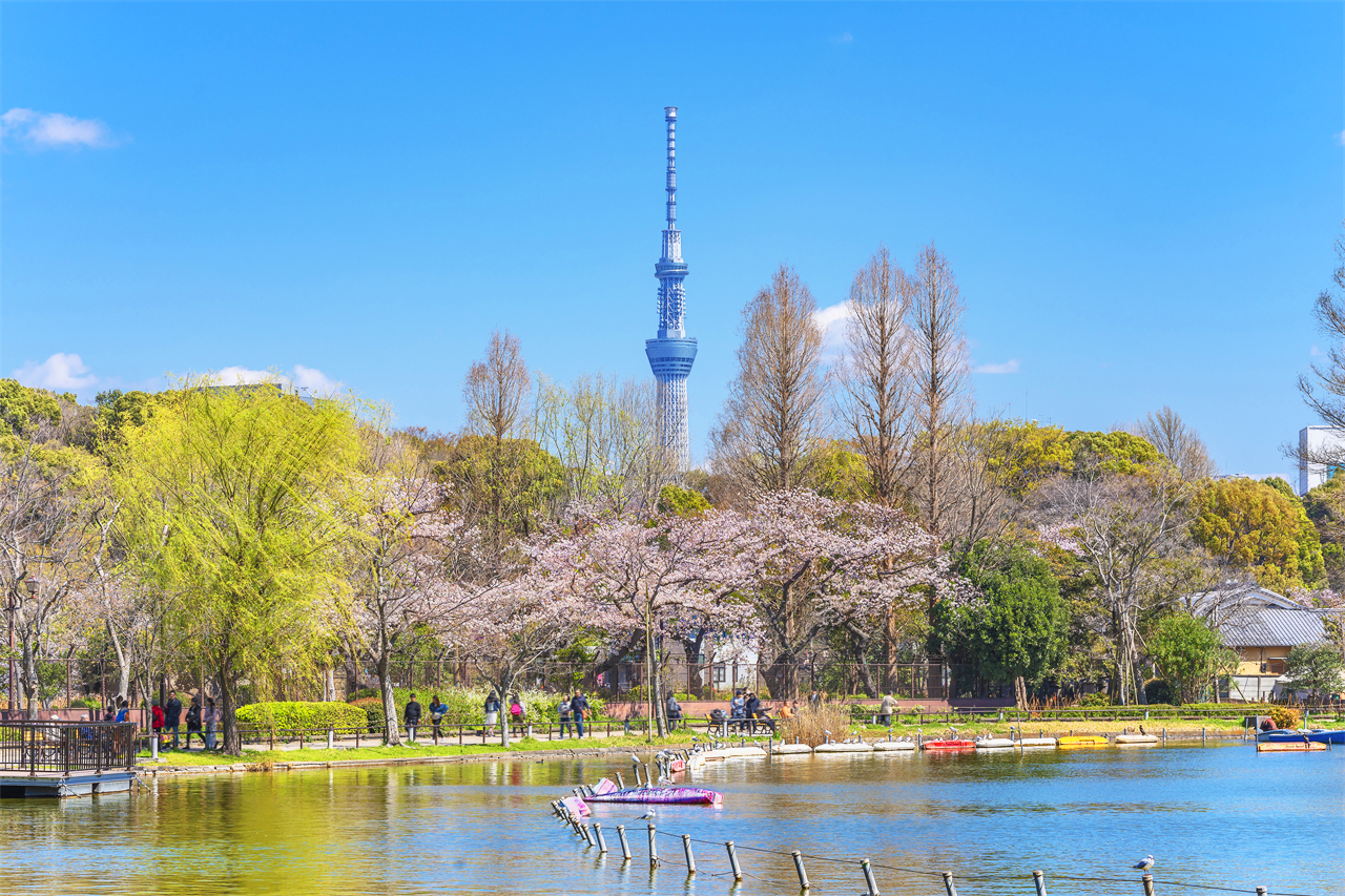 櫻花季限定｜花香櫻韻東京賞櫻名所一日遊