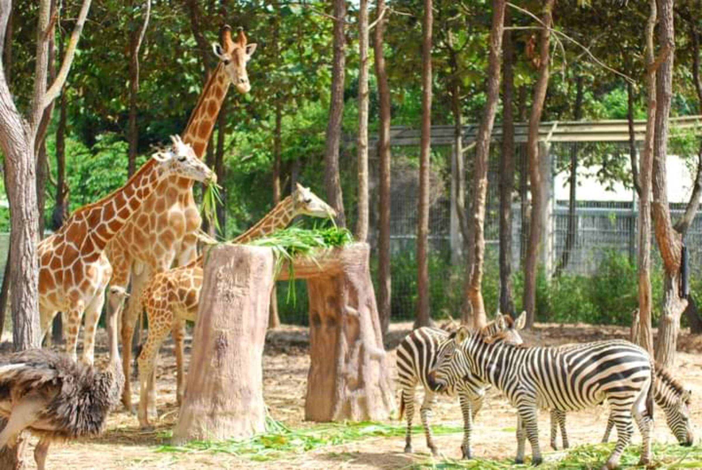 清邁夜間動物園含飯店接送