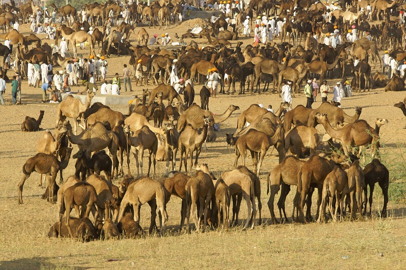 Pushkar fair in November month. 