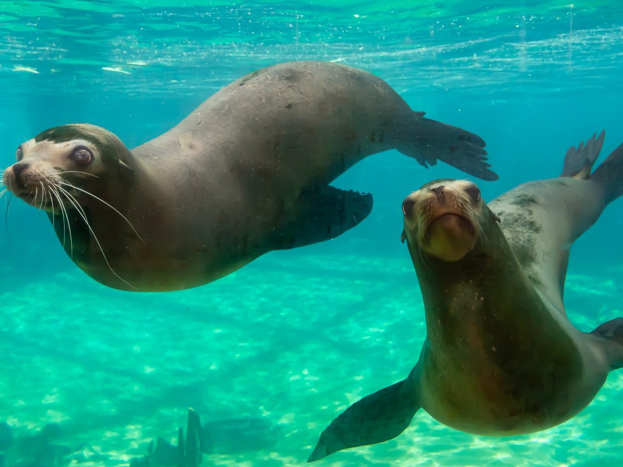 夏威夷海洋生物公園門票＆卡莫阿娜魯奧晚餐秀