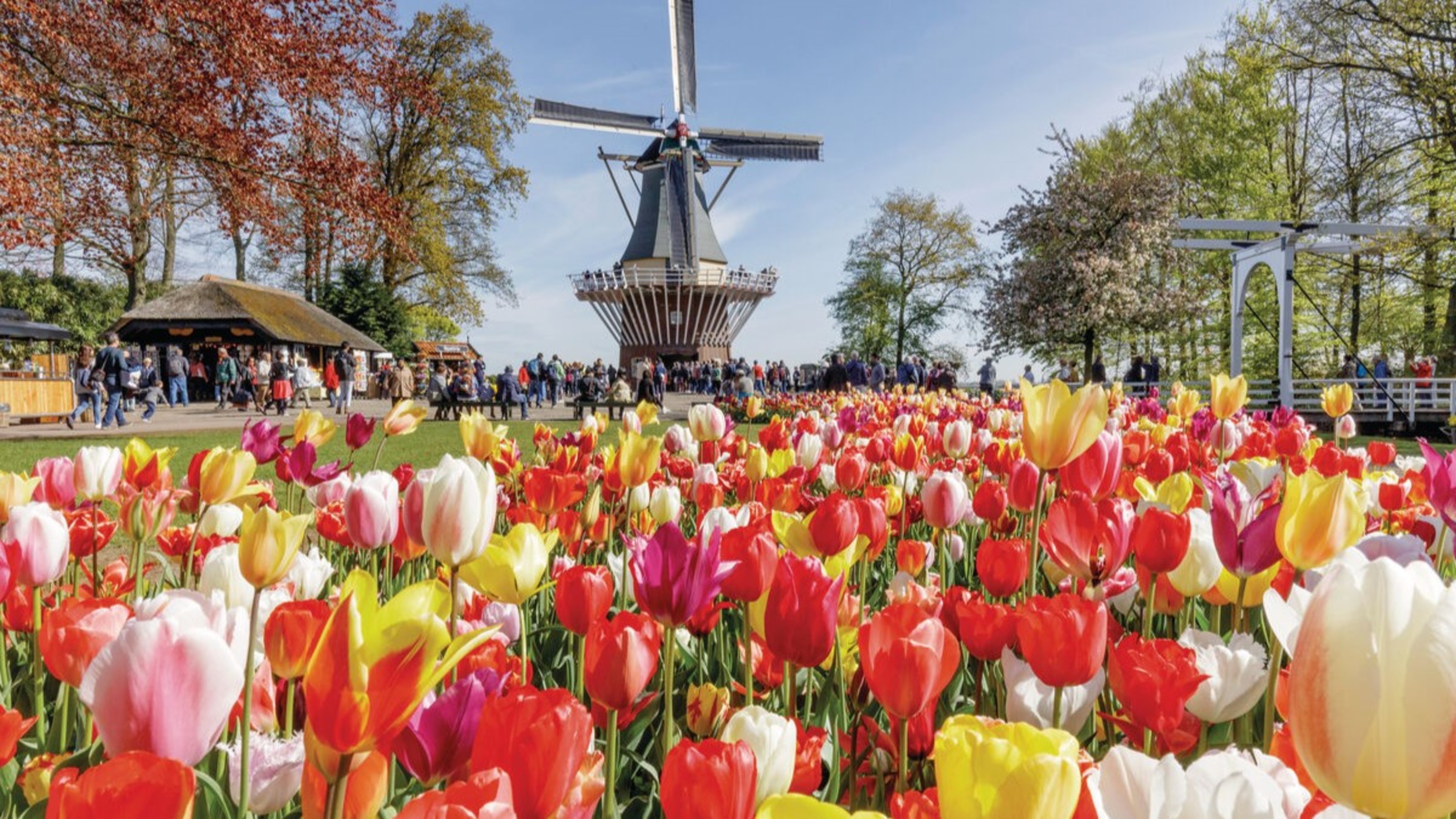 Explore the historic windmills, traditional houses, and workshops at the picturesque Zaanse Schans village