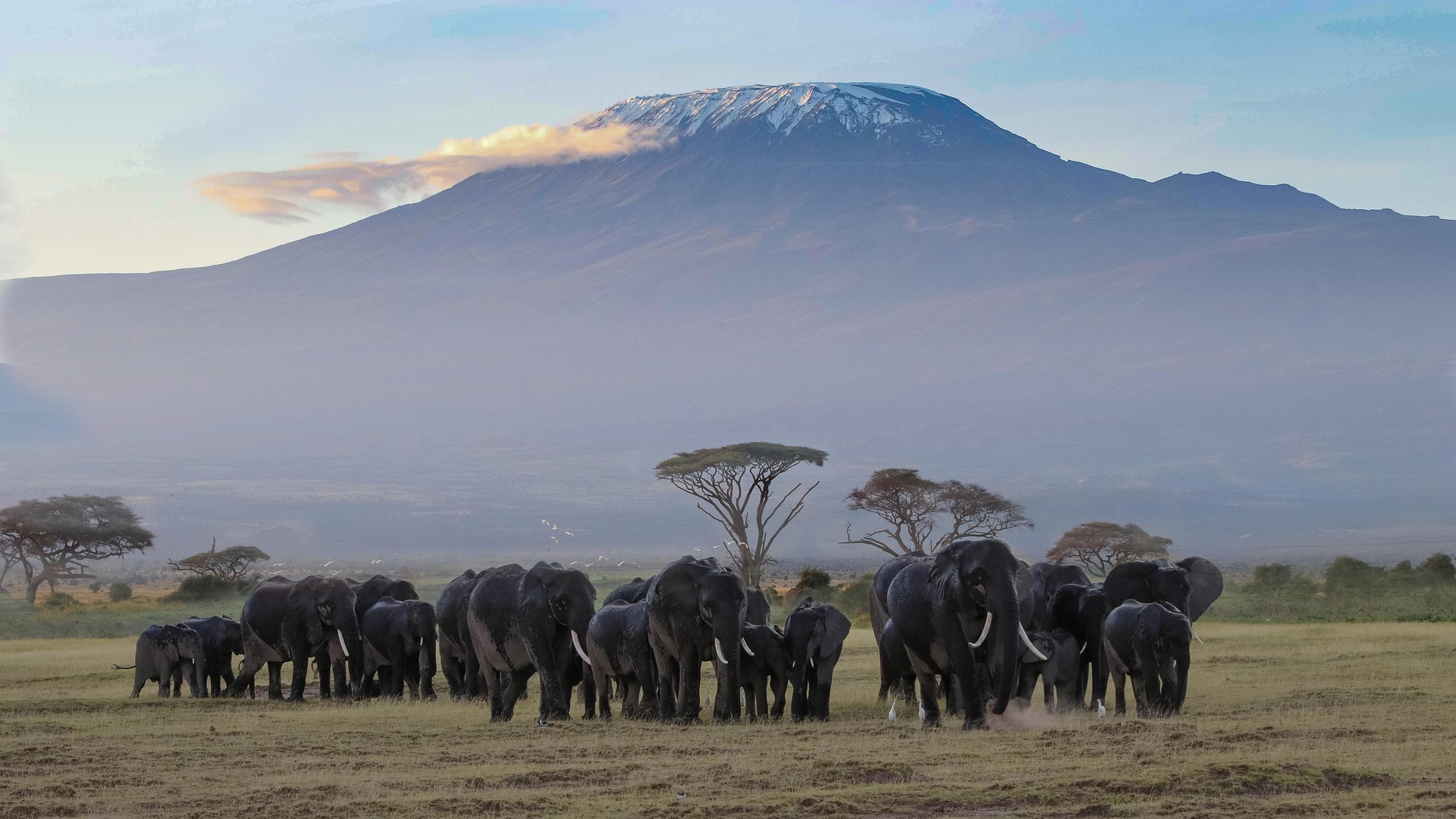 Nairobi Amboseli National Park Full-Day Private Safari