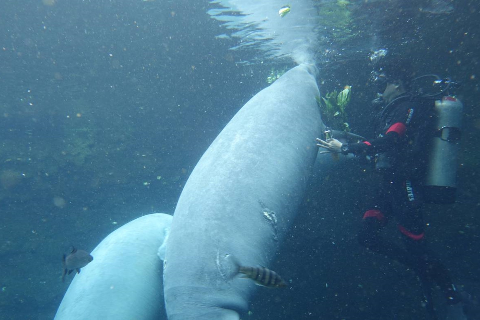 來自西非的海牛又有「美人魚」之稱,牠們擁有龐大而流線的身驅,卻沒有後肢和背鰭,外型非常特別!來「海牛館」即可一睹「美人魚」的廬山真面目,此外,館內擁有超過60多種珍稀淡水魚,包括被列為國家一級保護動物的中華鱘,外形獨特、來自南美的海象魚,同時還有國家二級保護動物娃娃魚,正等您來欣賞! 來自西非的海牛又有「美人魚」之稱,牠們擁有龐大而流線的身驅,卻沒有後肢和背鰭,外型非常特別!來「海牛館」即可一睹「美人魚」的廬山真面目,此外,館內擁有超過60多種珍稀淡水魚,包括被列為國家一級保護動物的中華鱘,外形獨特、來自南美的海象魚,同時還有國家二級保護動物娃娃魚,正等您來欣賞!