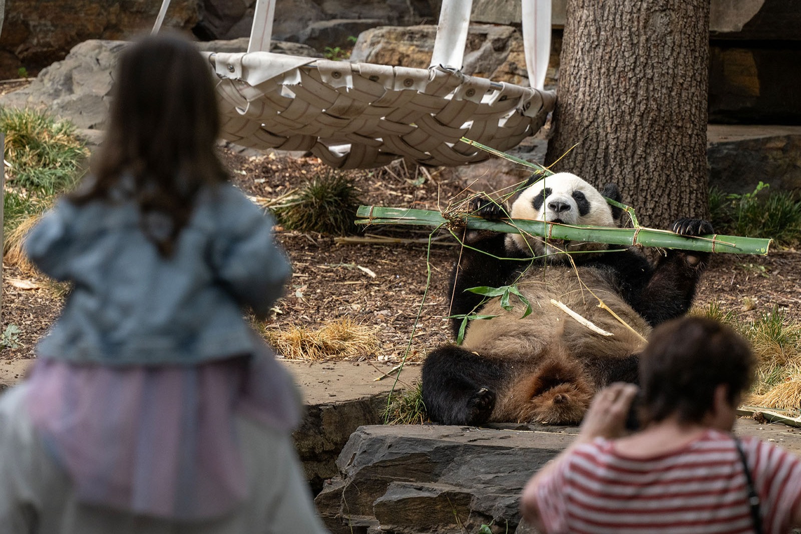 Adelaide Zoo Panda and Friends Tour (with Entry)