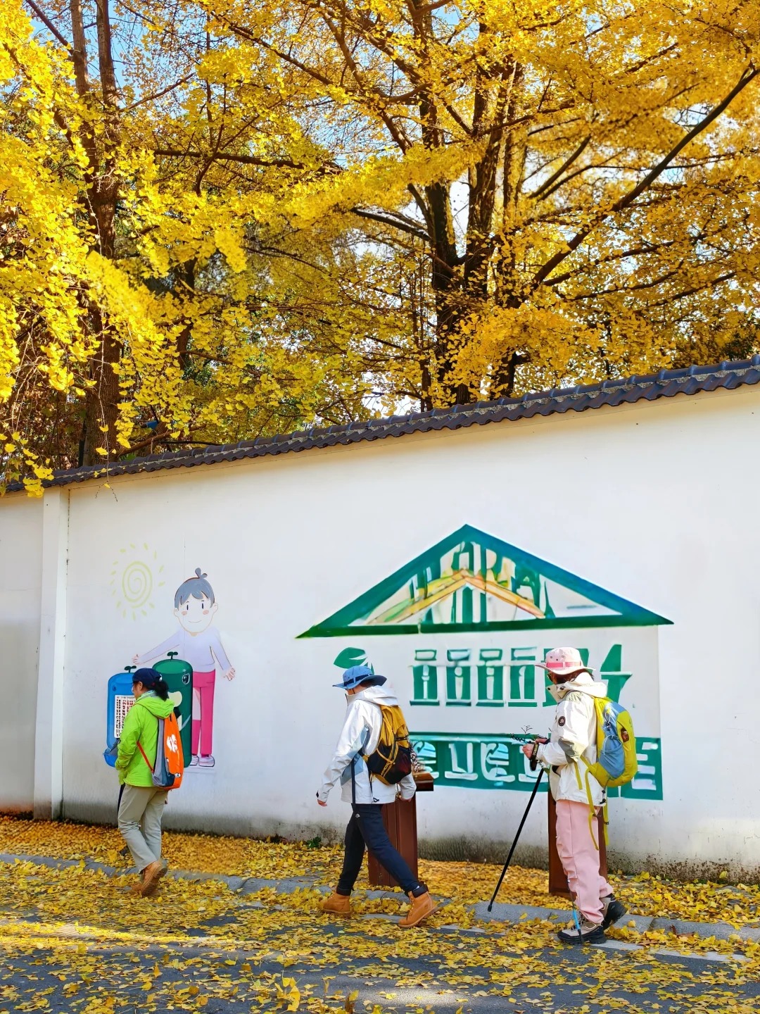 漫步在牆邊,感受秋天的銀杏 漫步在牆邊,感受秋天的銀杏