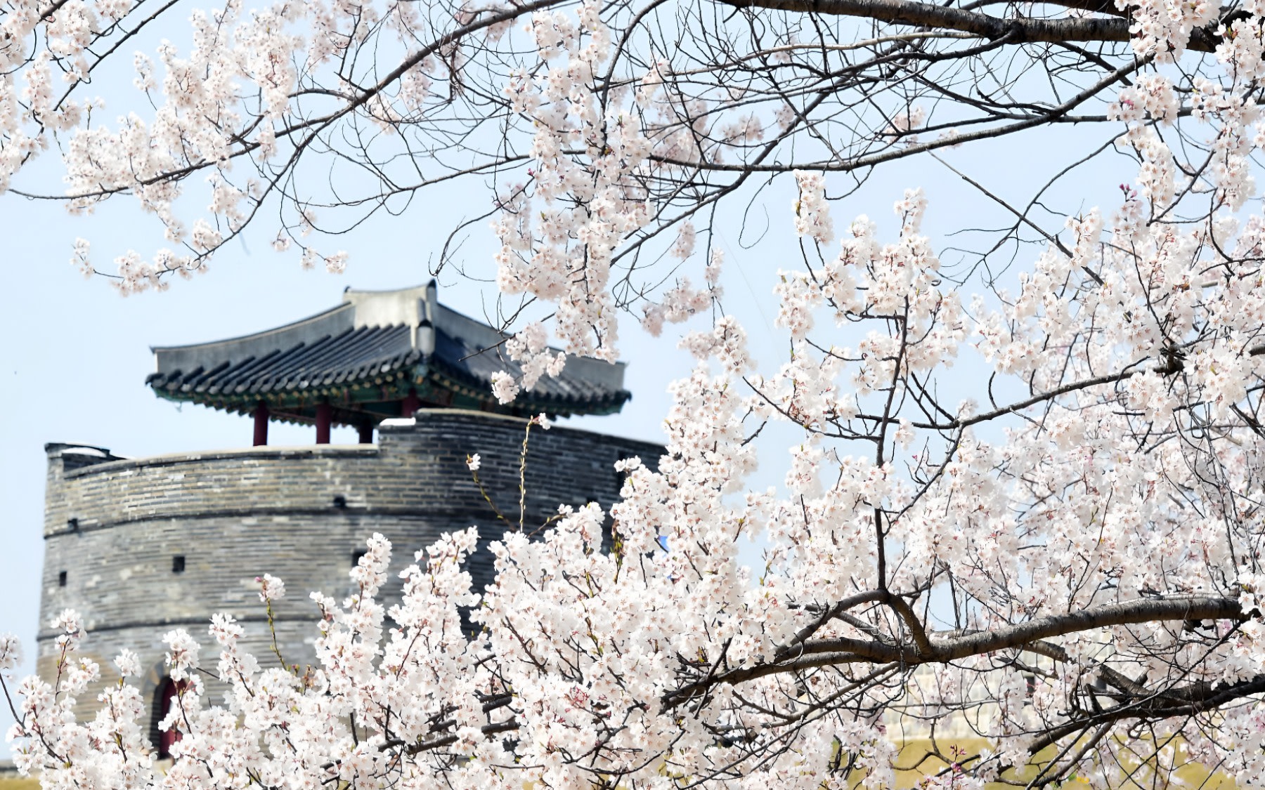 [Night Tour] Suwon Cherry Blossom Hidden Spot & Hwaseong Fortress