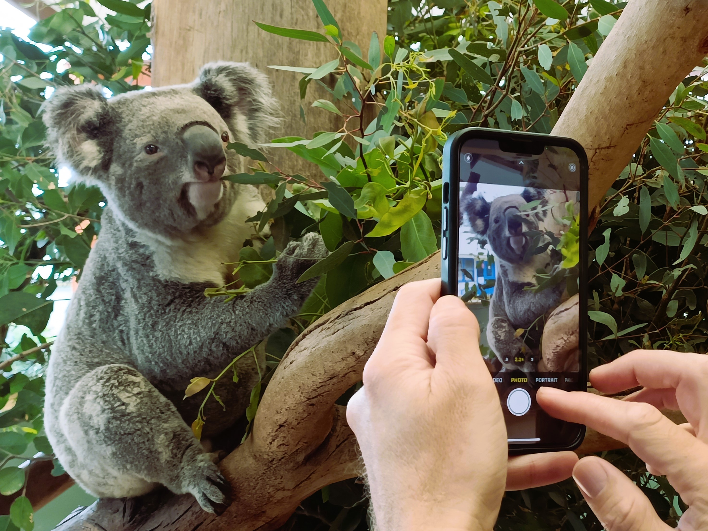 VIP upclose with koala