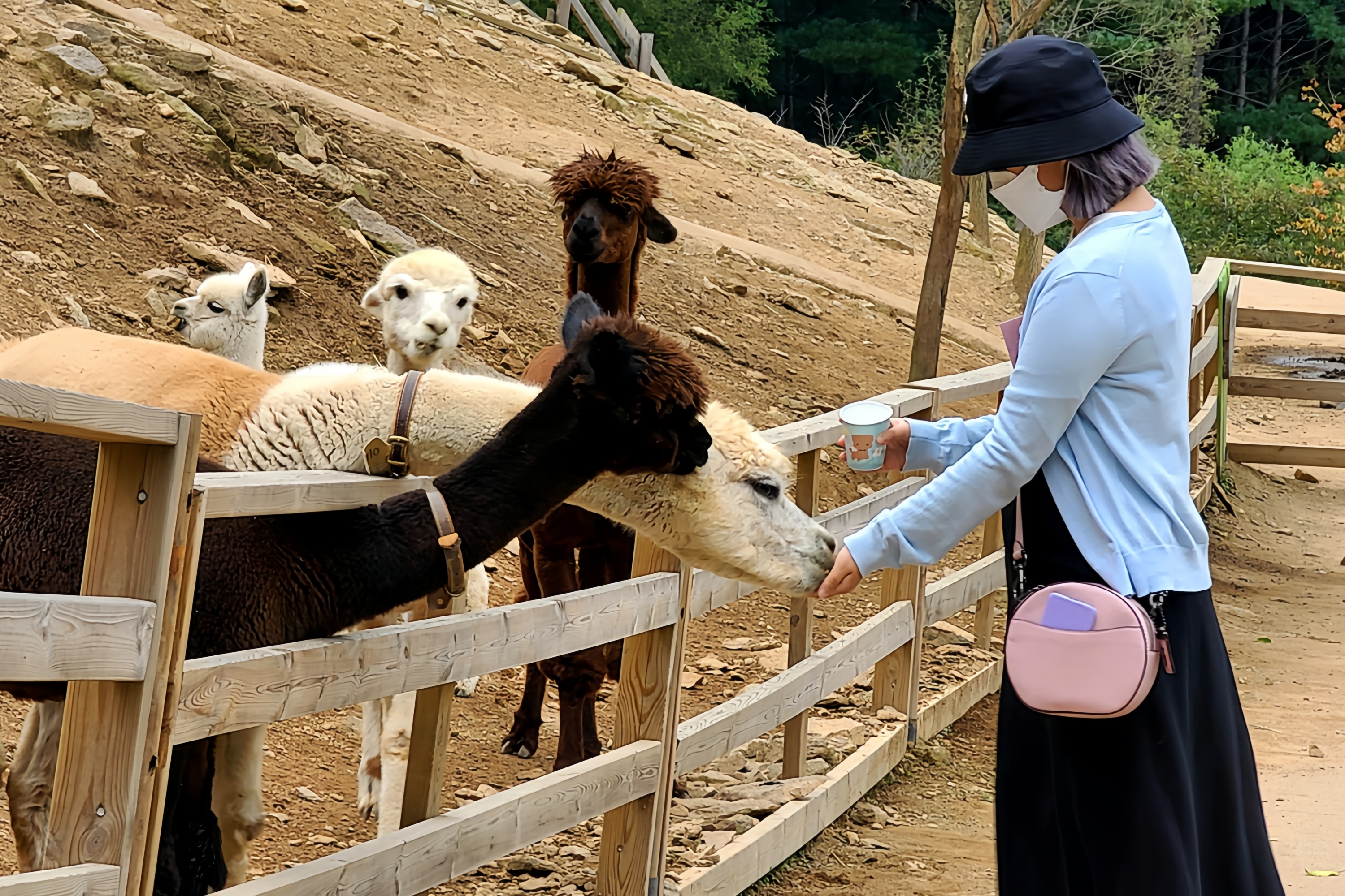 近距離餵食可愛羊駝，享受療癒時光