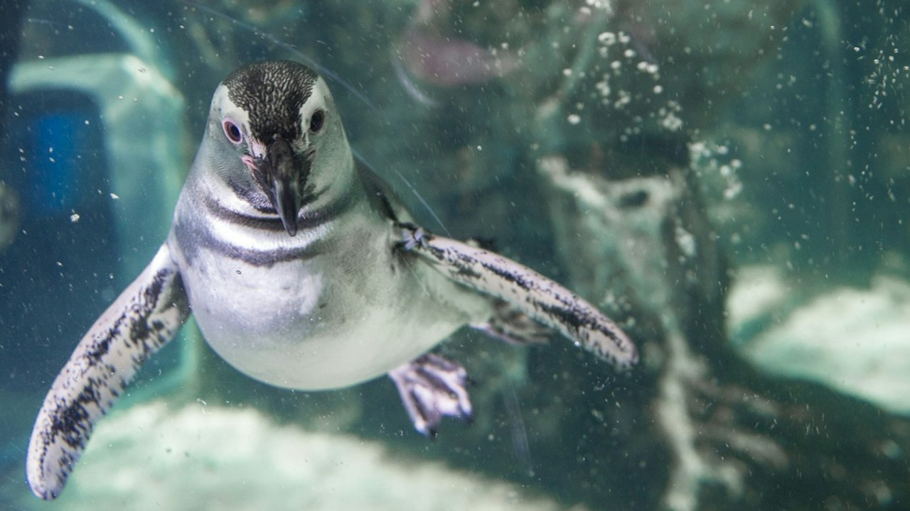 熱那亞水族館門票與街頭美食體驗