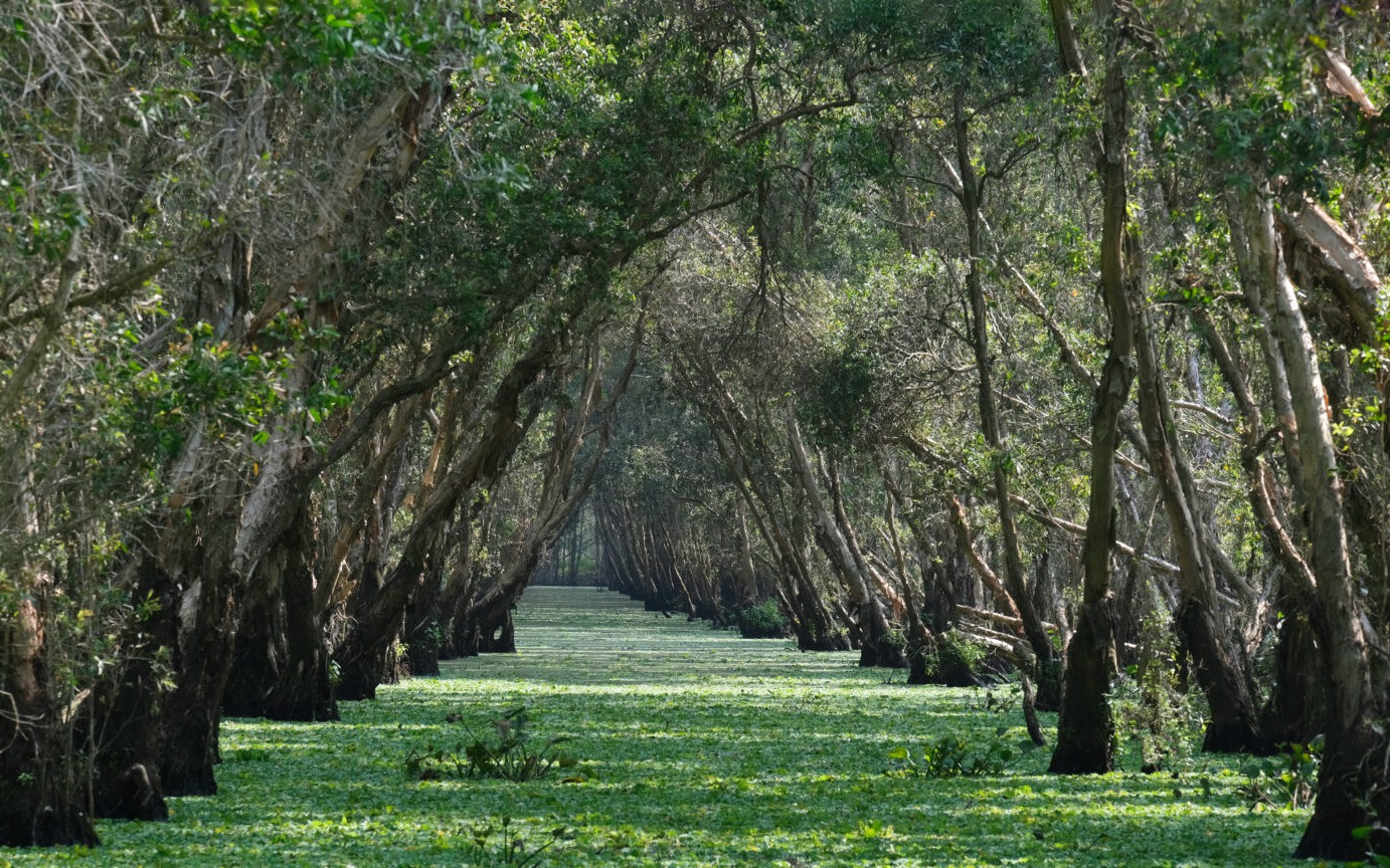 Chau Doc Mekong Delta Tour: Tra Su Forest, Khmer Village & Tuc Dup Hill