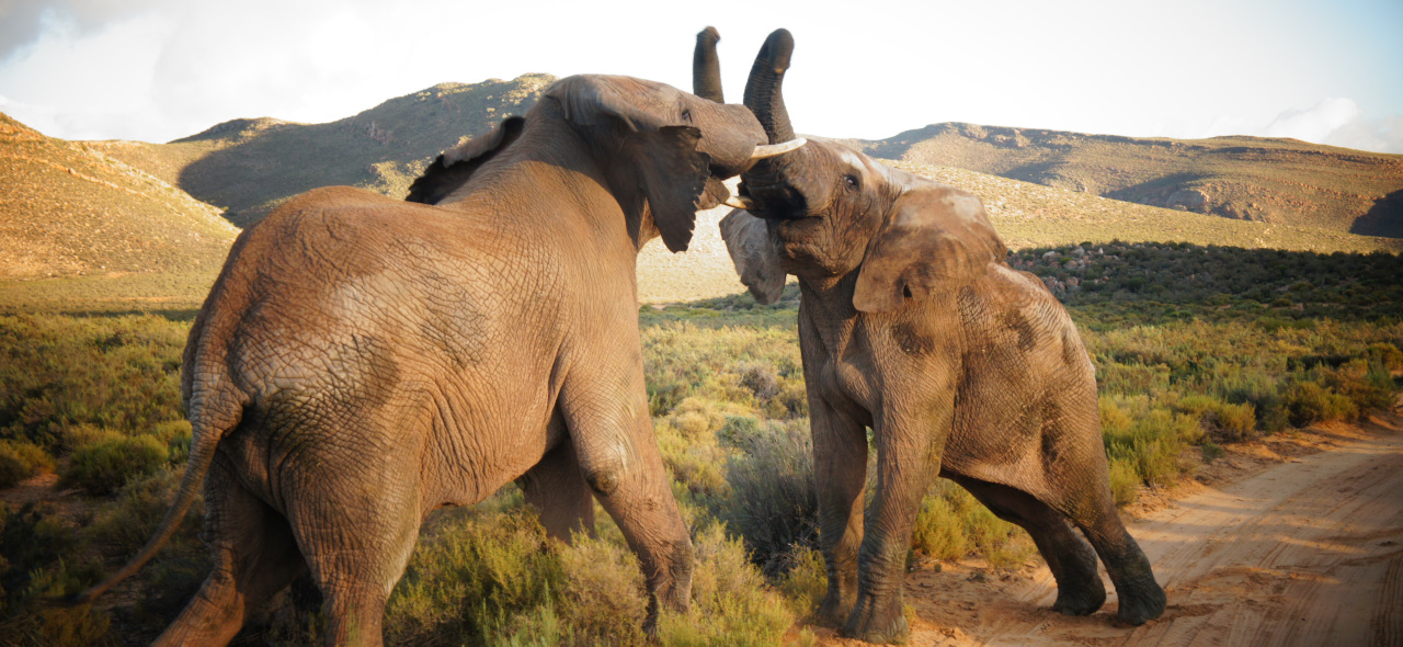 開普敦全日遊獵 (Cape Town Full Day Safari)