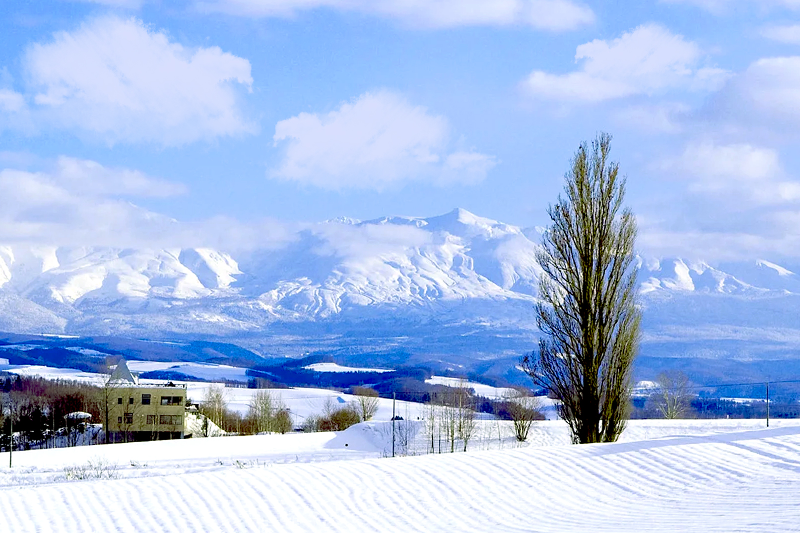 Ken&Mary之樹:在冬日褪去了所有色彩,以一種極致的、近乎神聖的姿態矗立於雪原之上,成為北海道冬季最純淨的愛情象徵。
*注:此景點為車覽。 Ken&Mary之樹:在冬日褪去了所有色彩,以一種極致的、近乎神聖的姿態矗立於雪原之上,成為北海道冬季最純淨的愛情象徵。
*注:此景點為車覽。