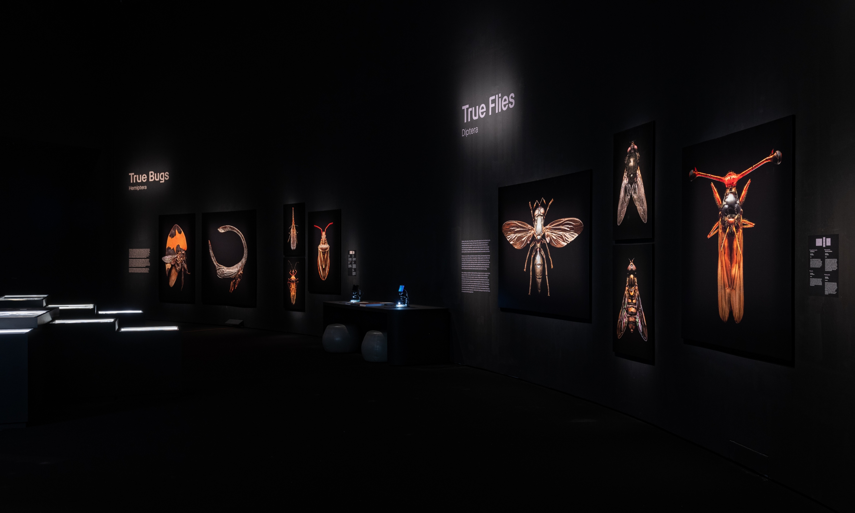 Levon Biss 拍攝的半翅目和雙翅目昆蟲照片_鳴謝濱海灣金沙 Levon Biss 拍攝的半翅目和雙翅目昆蟲照片_鳴謝濱海灣金沙