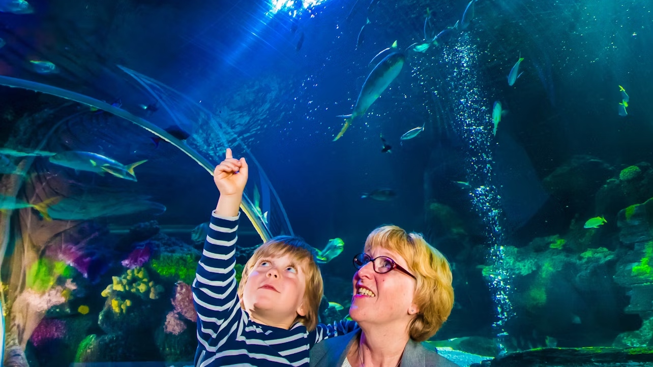 布蘭肯貝爾格海洋生物館 (Sea Life Blankenberge) 門票