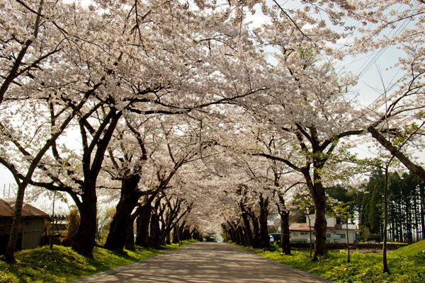 北海道函館松前/大沼公園絕景兩日遊 [4月下旬將會前往五大賞櫻熱點]