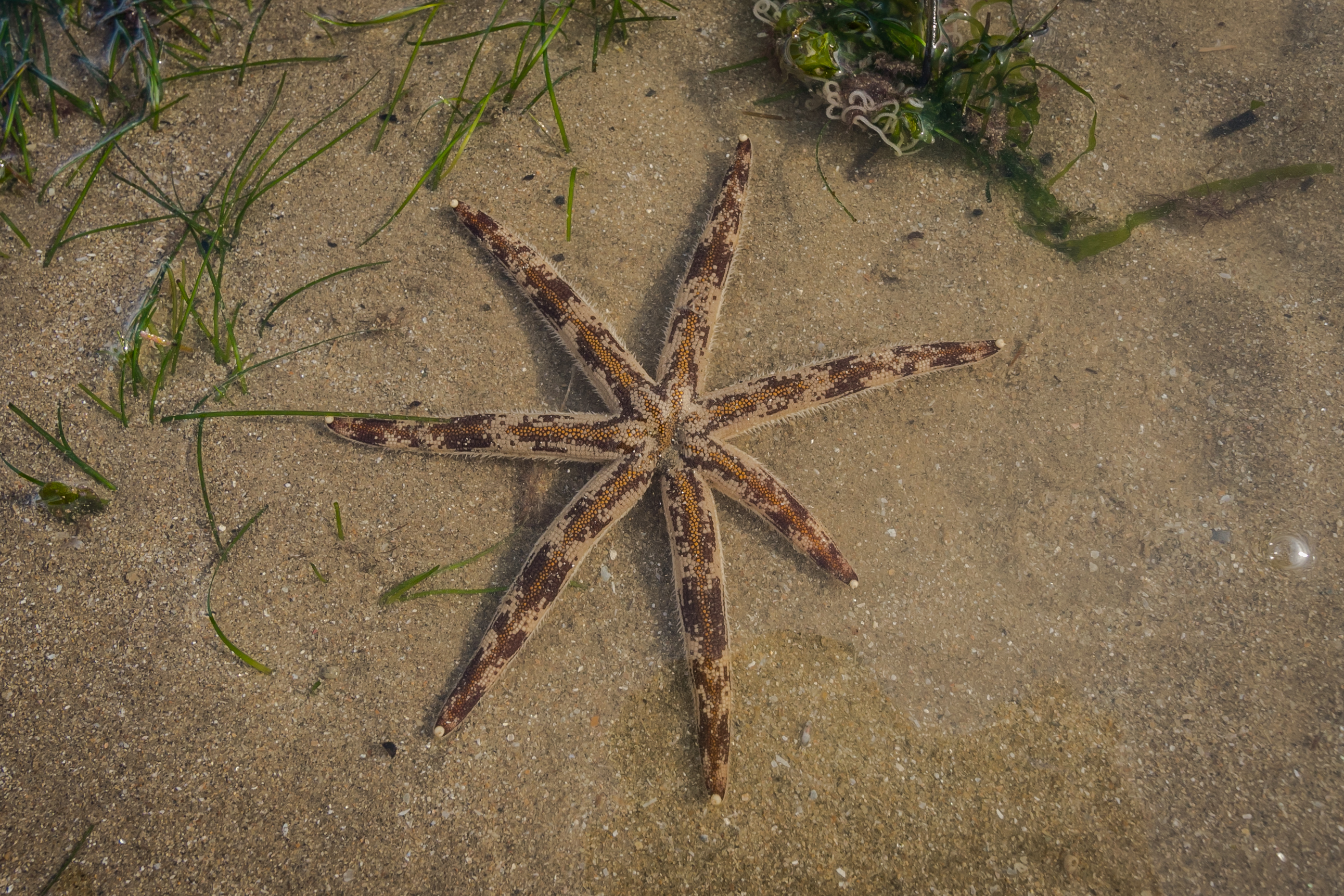 新加坡樟宜海灘潮間帶探索之旅（The Untamed Paths提供）