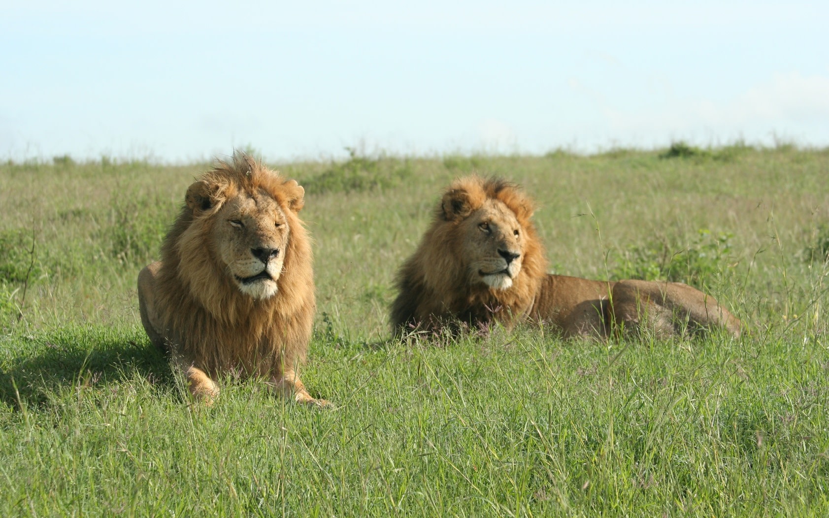 Tsavo & Amboseli 5-Day Private Wildlife Safari