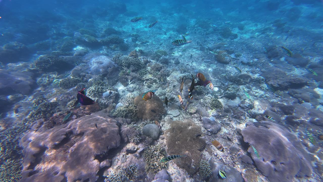 Beautiful marine life awaits you during this snorkeling trip Beautiful marine life awaits you during this snorkeling trip