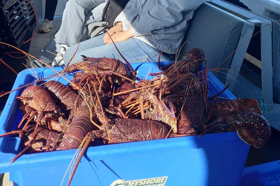  Rock Lobster Catching Experience in Geraldton