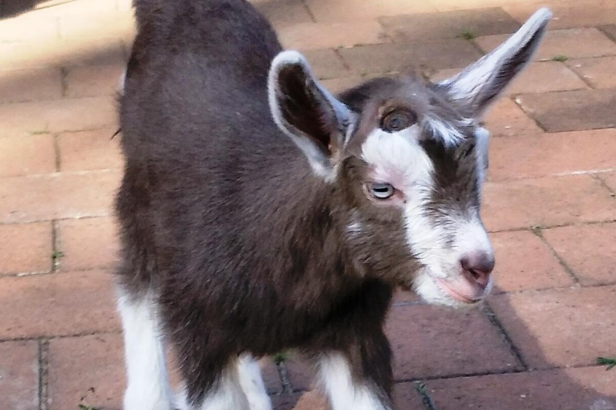 布里斯班動物農場體驗