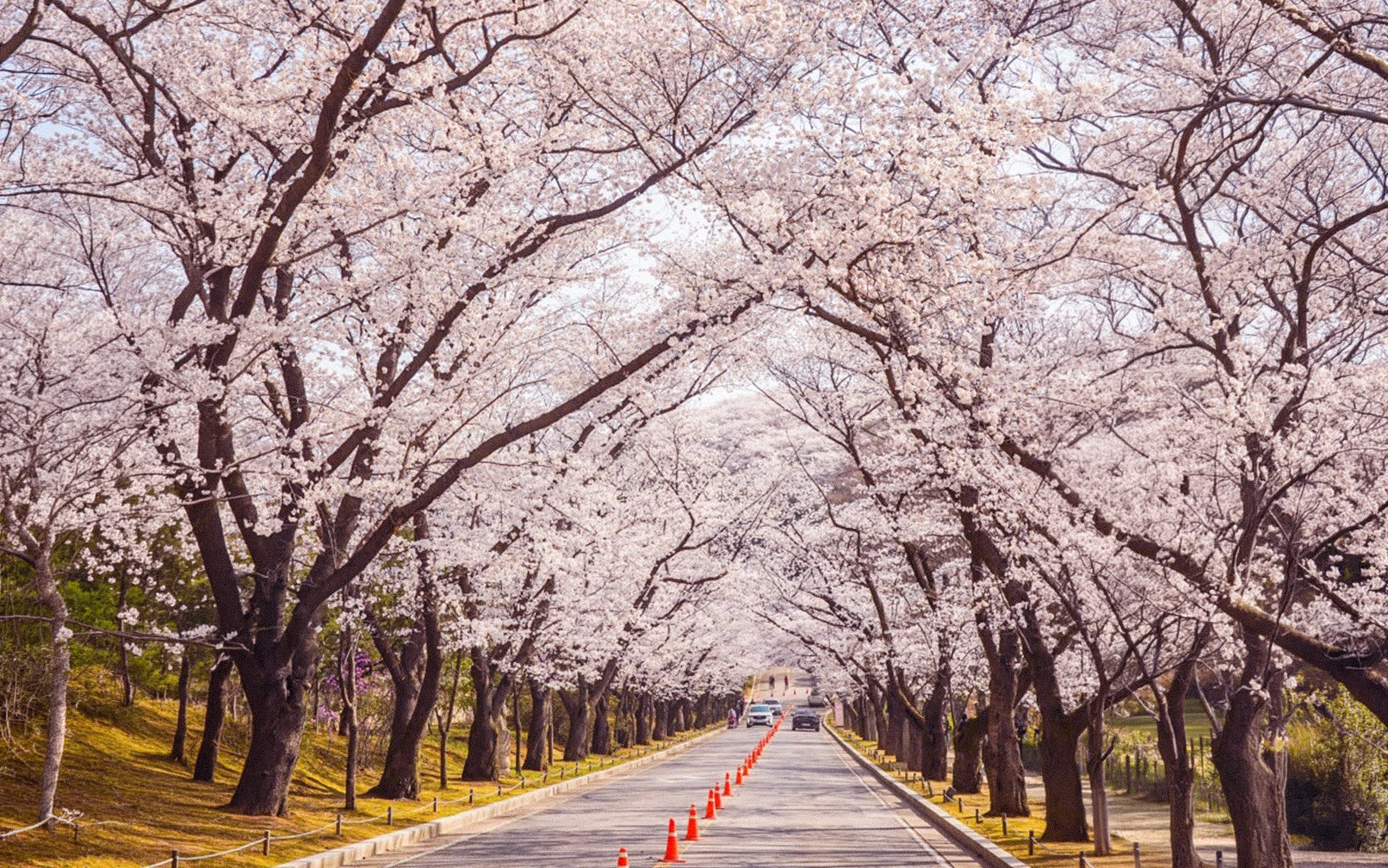 Spring Limited | Ho-Am Art Museum Cherry Blossom Road & Everland
