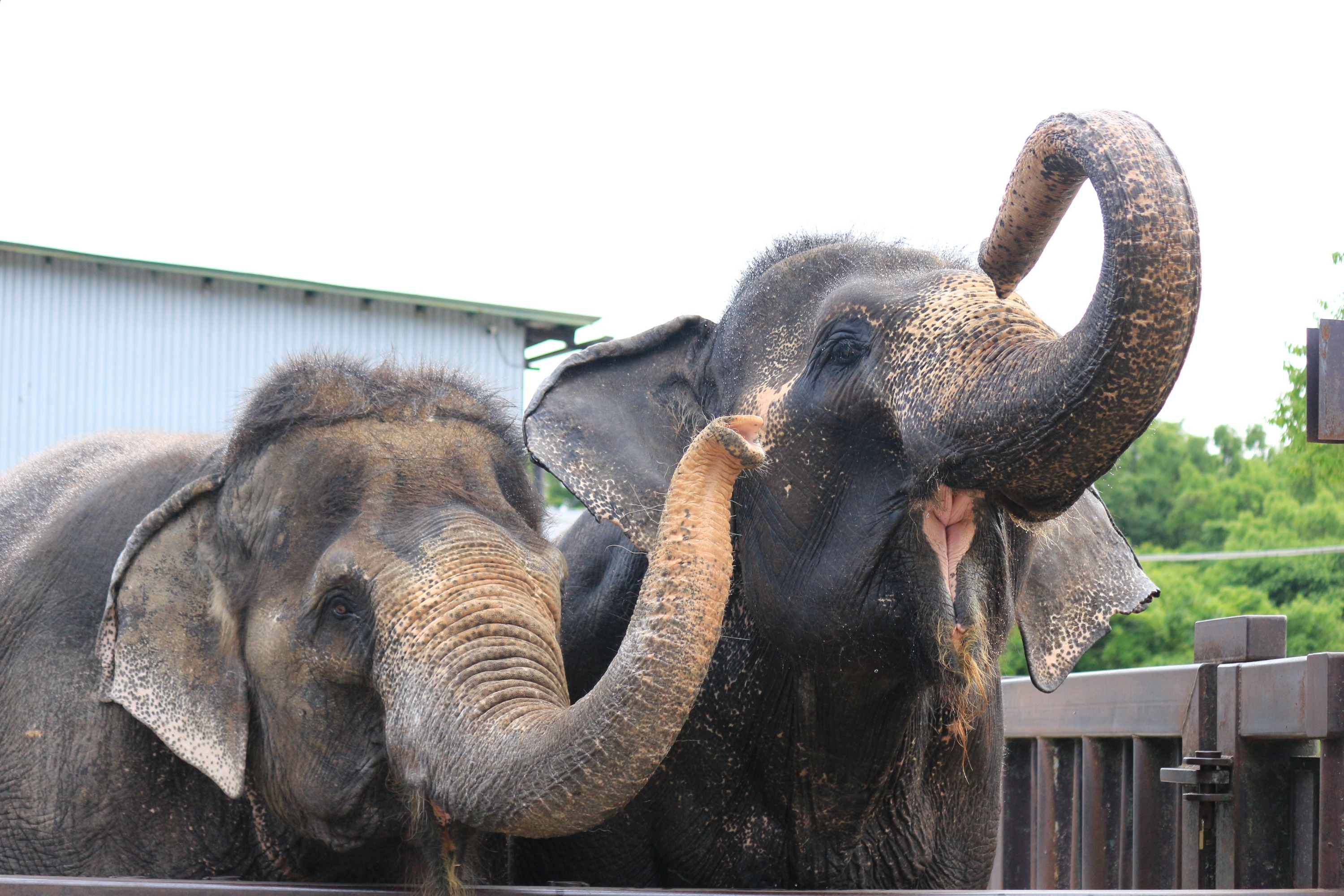 那須野生動物園門票