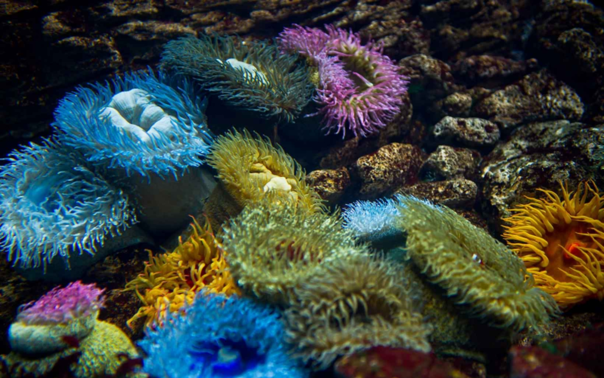 繽紛的珊瑚礁充滿生機,珊瑚與魚群在其中和諧共舞,閃耀迷人光彩。 繽紛的珊瑚礁充滿生機,珊瑚與魚群在其中和諧共舞,閃耀迷人光彩。