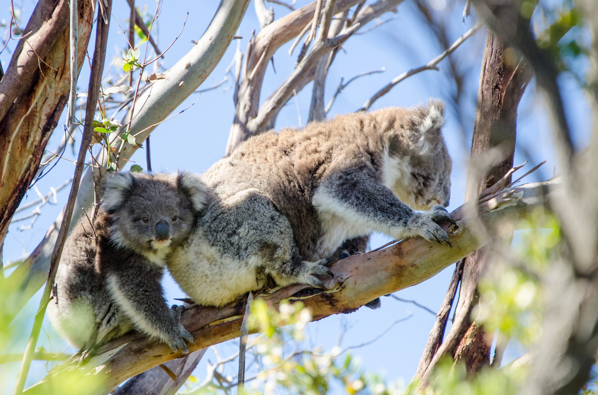 1 Day Phillip Island Penguins Wildlife Adventure Tour