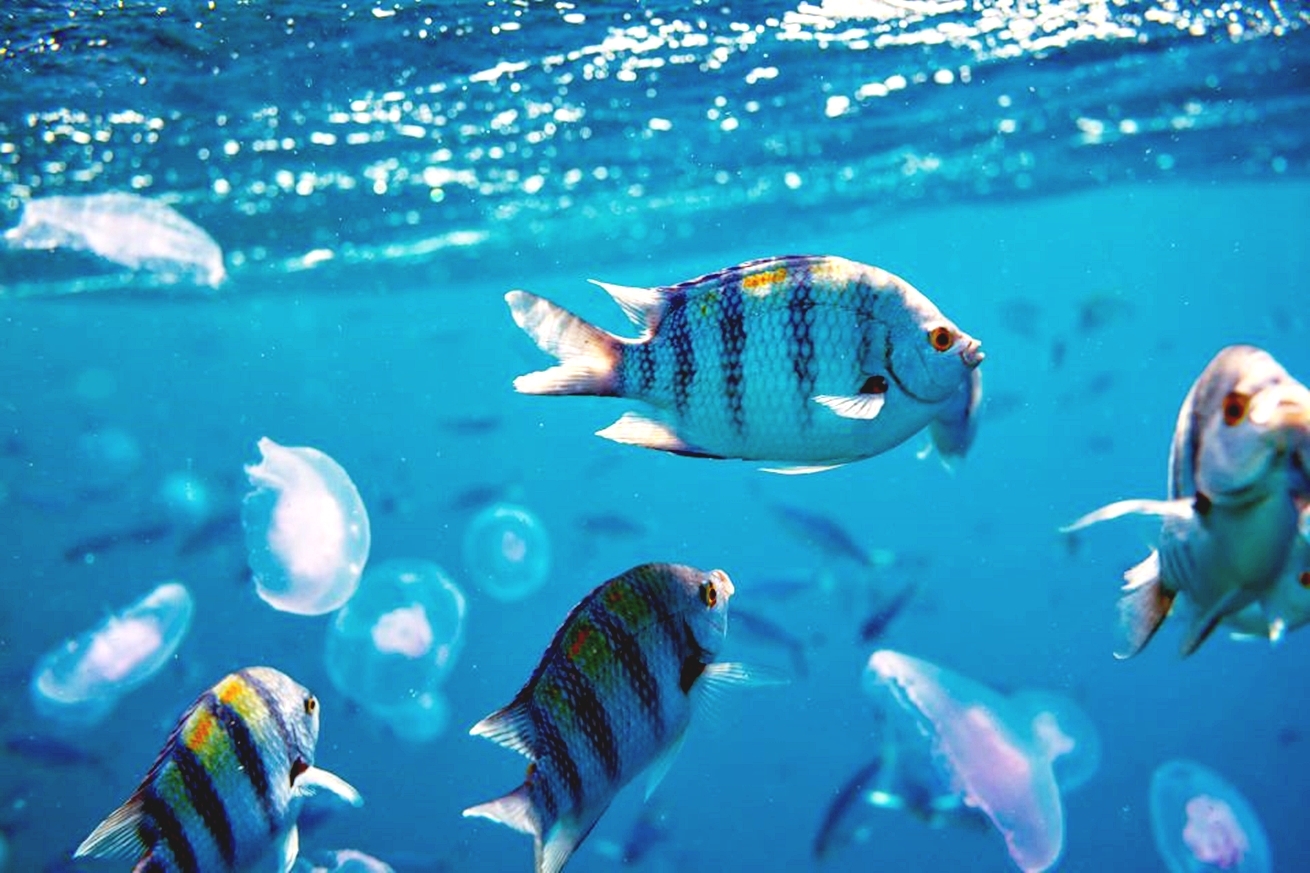 Full-Day Boat Adventure from Sahl Hasheesh to Giftun Island & Orange