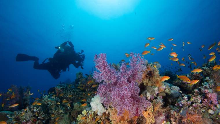 Explore the Depths of the Sea