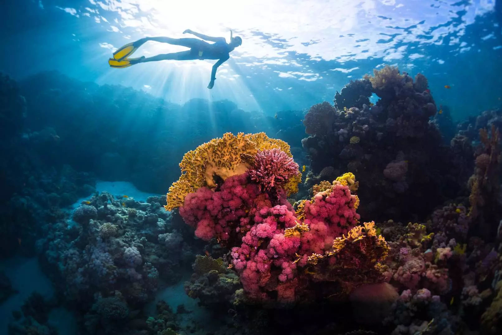 納帕林礁自由潛水 & 沙丁魚同遊體驗