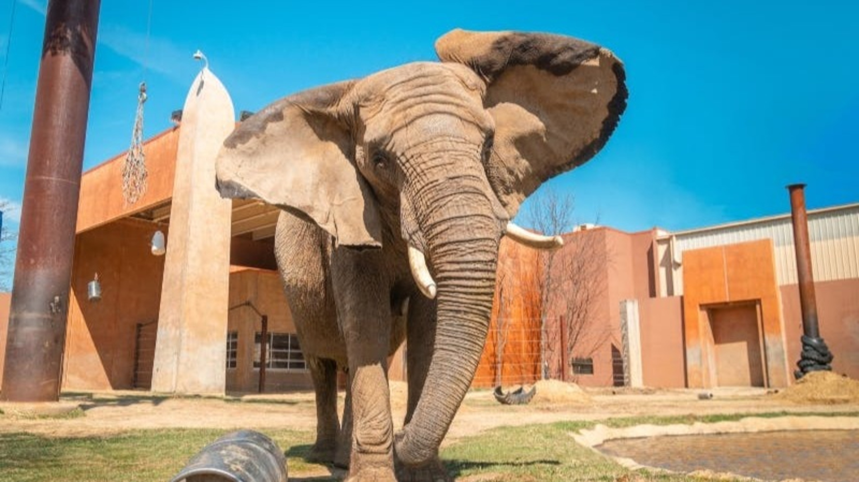 Encounter majestic elephants and learn about their fascinating lives and conservation