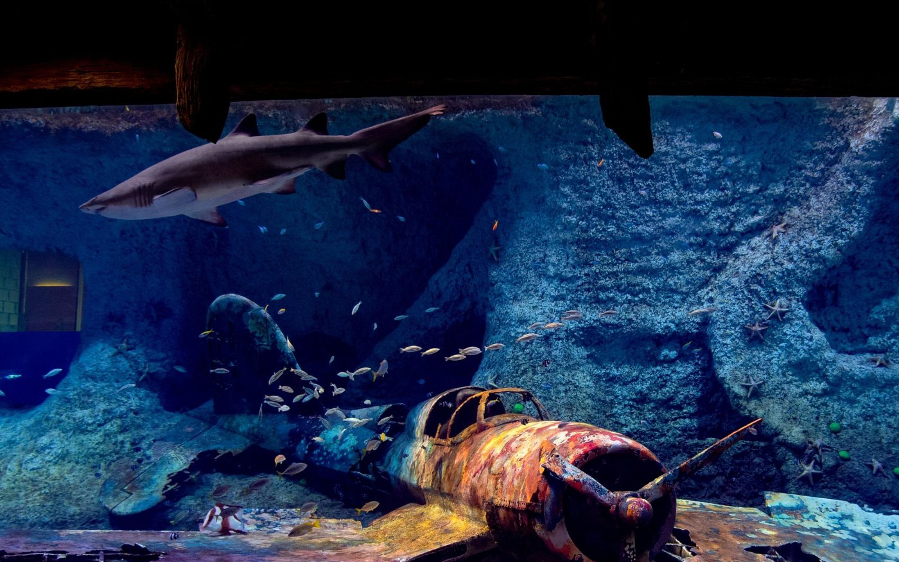 踏入海底世界水族館，與奇妙的海洋生物相遇，展開一場難忘的體驗！