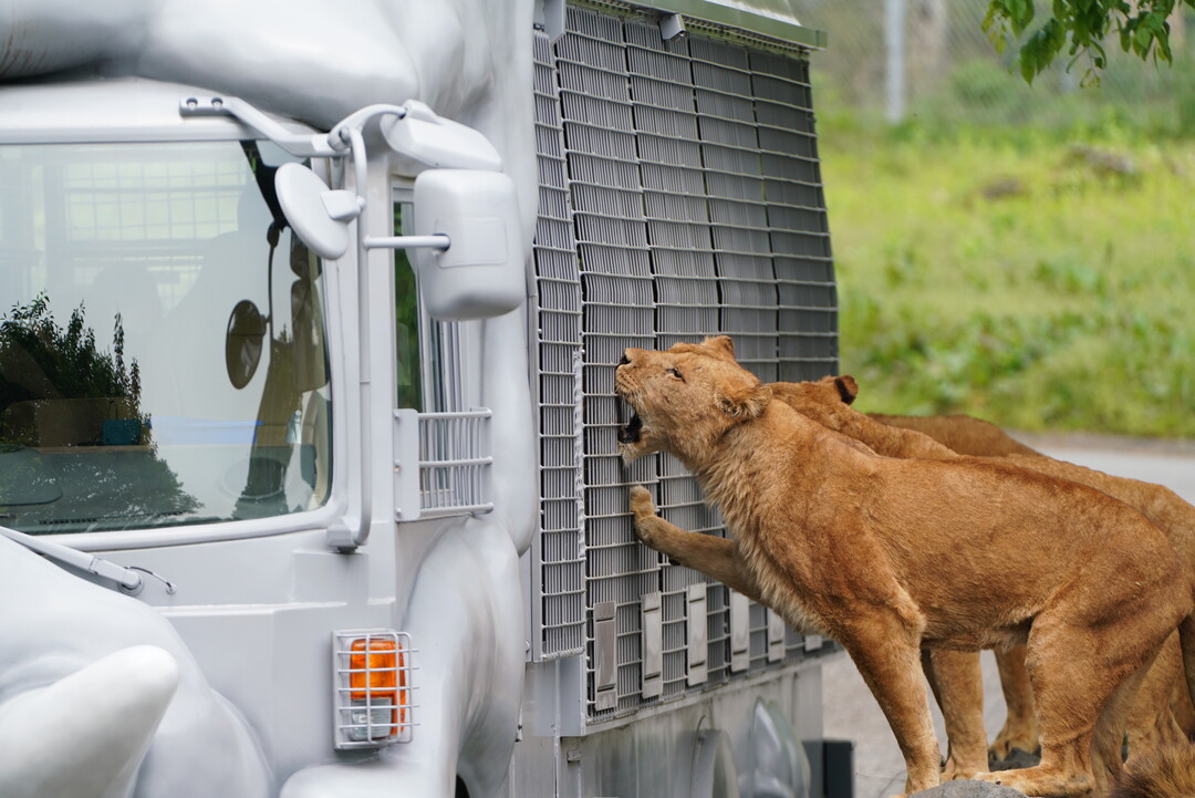 感受與猛獸對望的刺激感