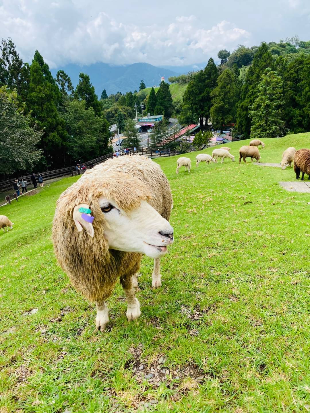 Nantou | Sun Moon Lake & Cingjing Farm One Day Tour | Departing from Taichung