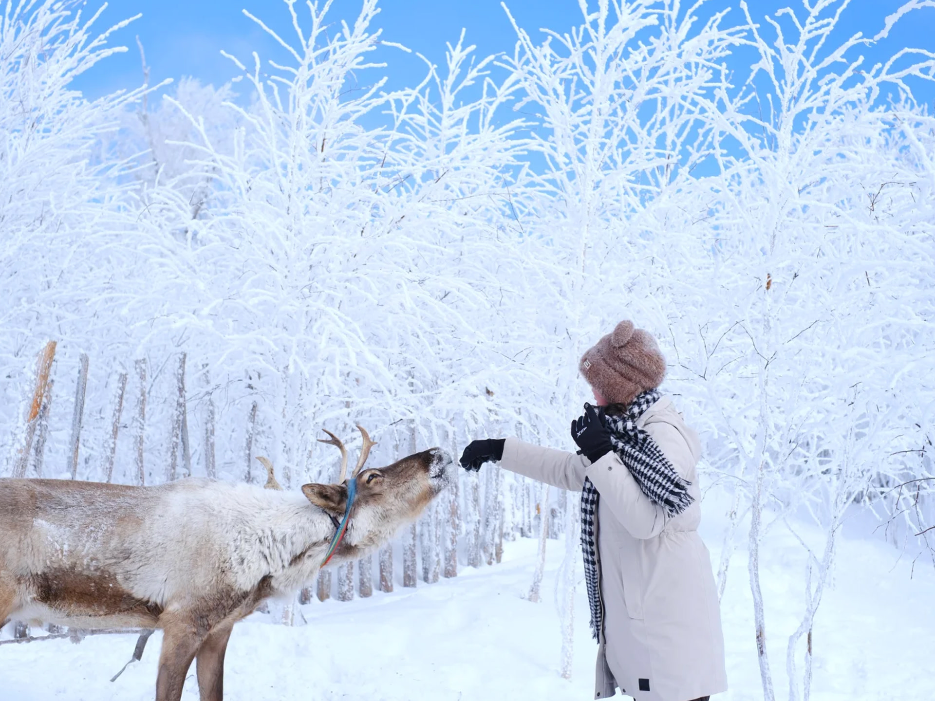 Changbai Mountain Snow Ridge/Laolike Lake/rime ice rafting one-day tour