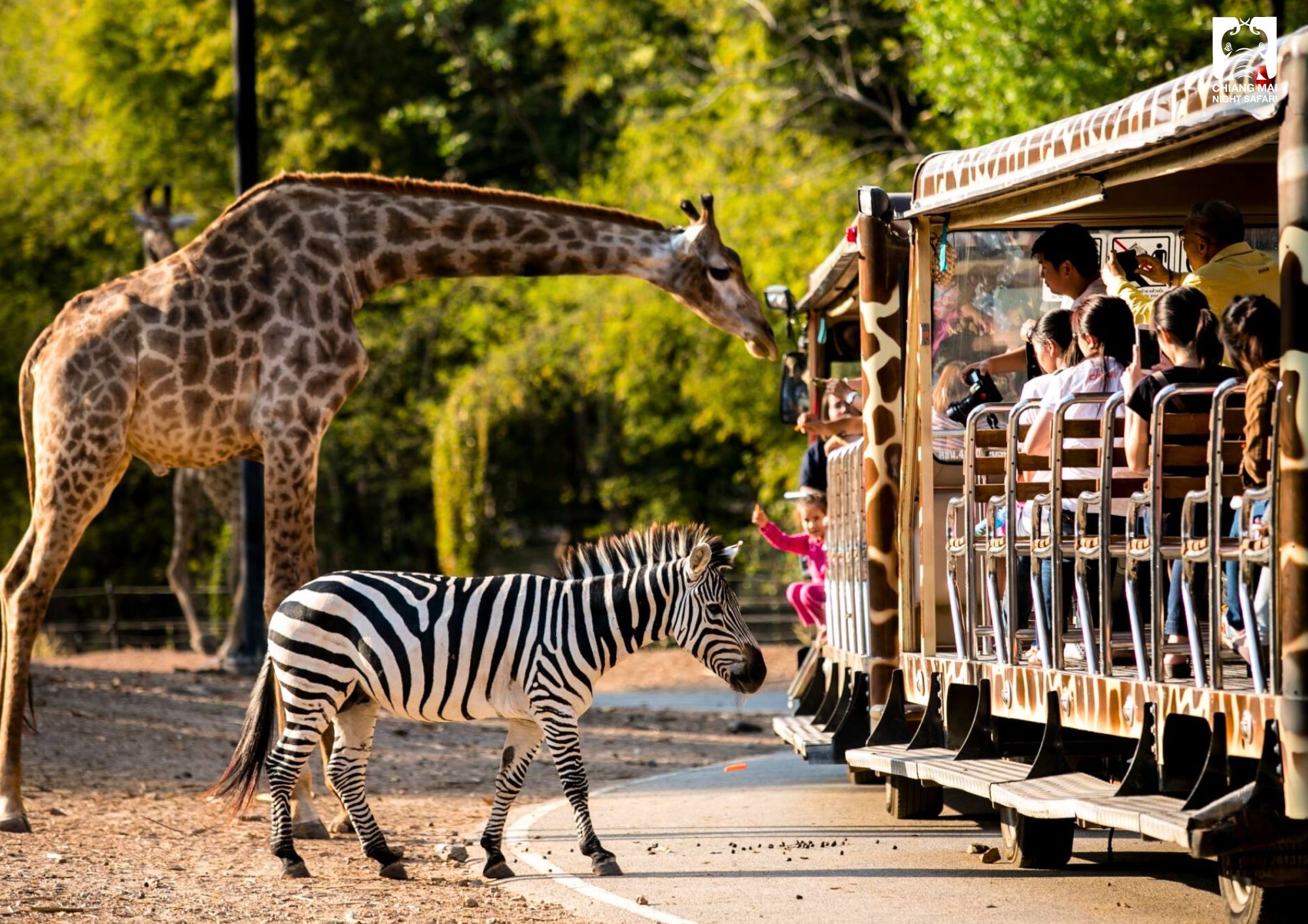 Araksa Tea Garden & 清邁夜間動物園接送半天遊