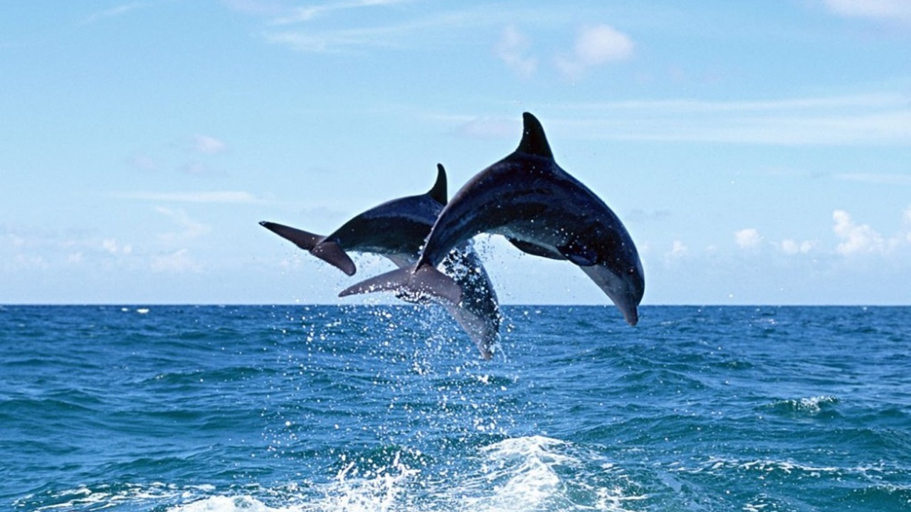 Side Dolphin Island Boat Trip Included Lunch & Soft drinks