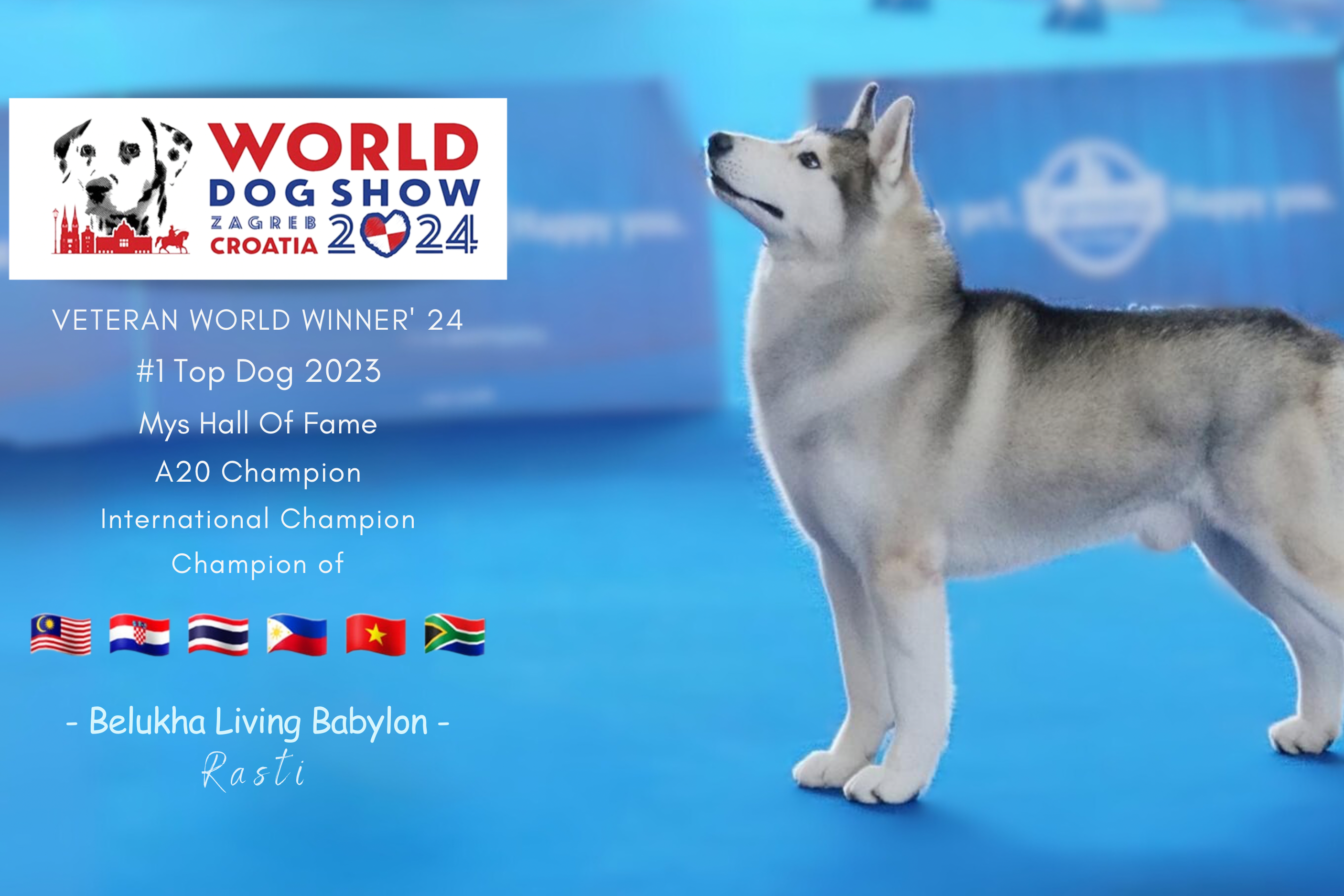 馬六甲哈士奇和柴犬體驗中心 (Siberian Husky and Shiba Inu Experience Centre in Melaka)