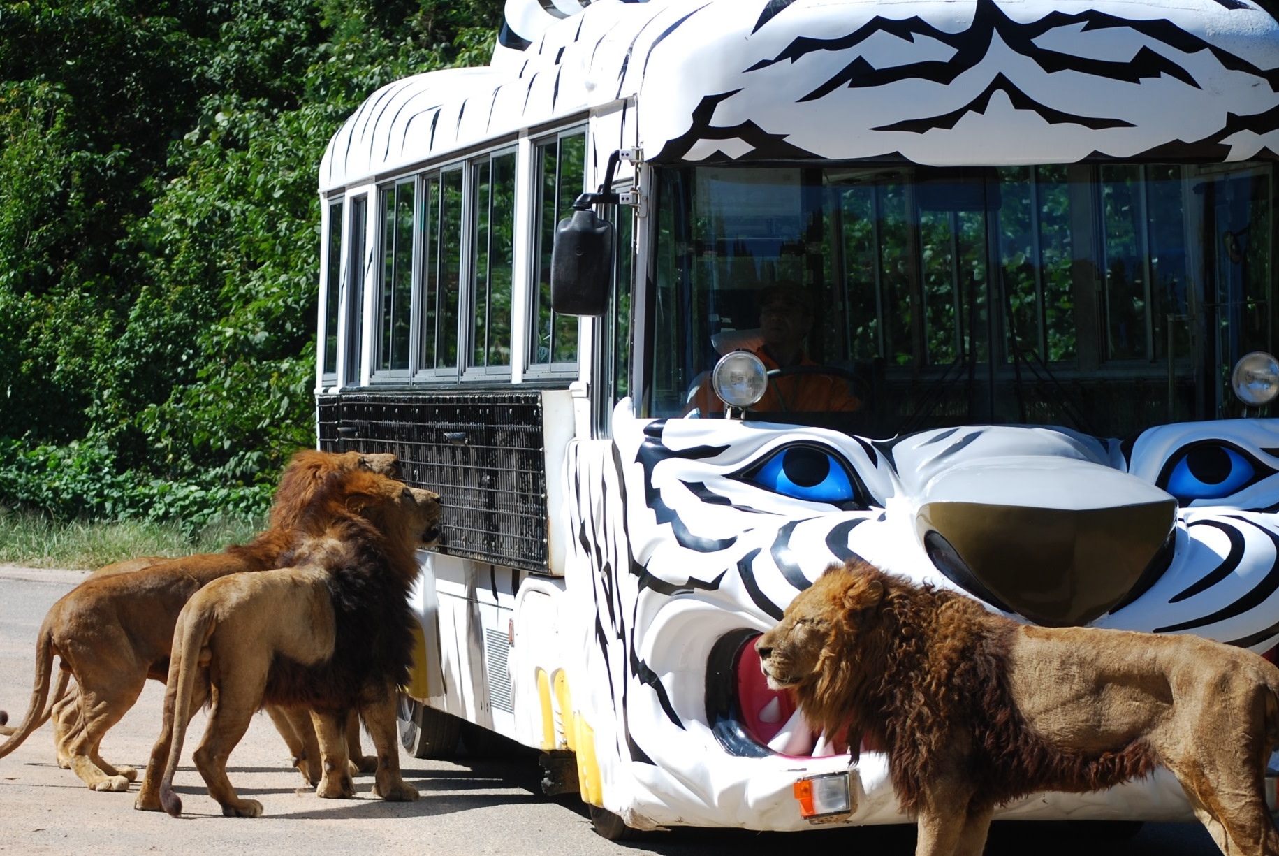 Akiyoshidai Safari Land & Motonosumi Shrine Full-Day Nature Exploration